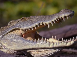 Ruaha national park | Crocodile 