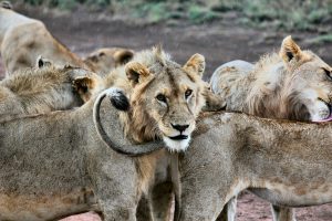 best time to visit Tanzania